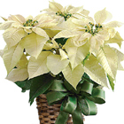 White Poinsettia in Basket