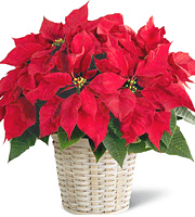 FTD Poinsettia Plant Basket (Regular)