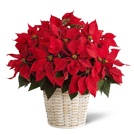 FTD Poinsettia Basket (Large)