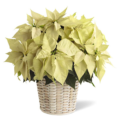 FTD White Poinsettia Basket (Large)