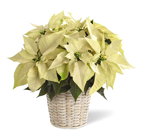 FTD White Poinsettia Basket (Deluxe)