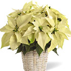 FTD White Poinsettia Basket (Deluxe)