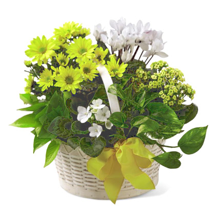 FTD Bit of Sunshine Plants Basket