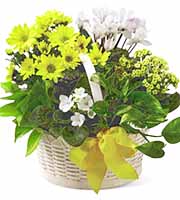 FTD Bit of Sunshine Plants Basket