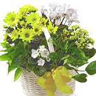 FTD Bit of Sunshine Plants Basket