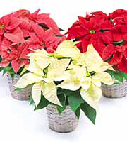 Gift Size Poinsettia in Basket