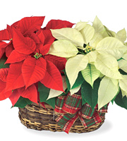 Twin Poinsettia Basket