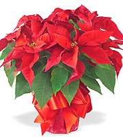 Holiday Poinsettia Plant Gift
