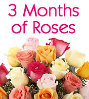3 Months of Roses